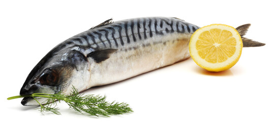 atlantic mackerel fish isolated on white background