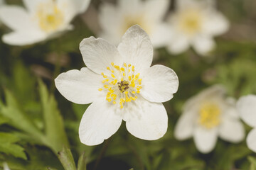 white flowers of anemone