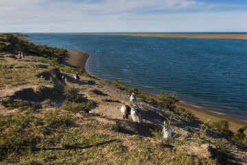 Fototapeta premium Colony of Magellanic penguin in the Valdes Peninsula in Argentina, South America