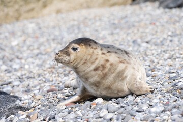 Closeup portrait of baby junior grey seal taking the rest on stone beach in North sea island Helgoland, Germany. The grey seal, Halichoerus grypus, is found on both shores of the North Atlantic Ocean.