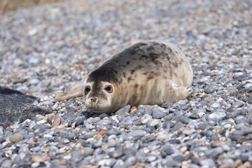 Closeup portrait of baby junior grey seal taking the rest on stone beach in North sea island...