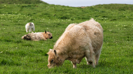 Galloway-Rinder beim Grasen