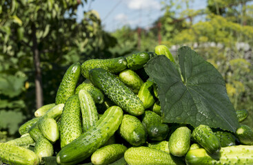 cucumbers