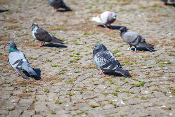 Pigeons On The Square, birds clouse up