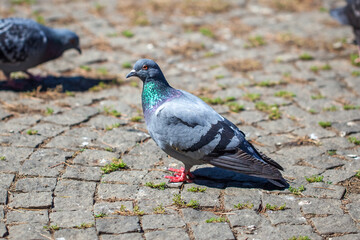 Pigeons On The Square, birds clouse up
