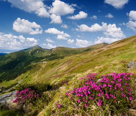 Flowers in the mountains in summer