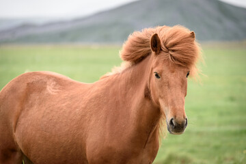Obraz premium Chestnut horse in a pasture in Iceland