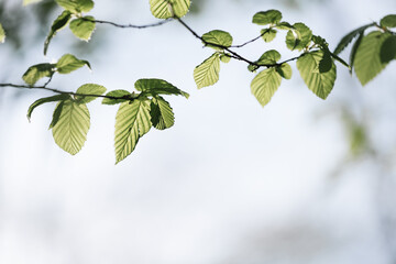 Tree branch with fresh leaves