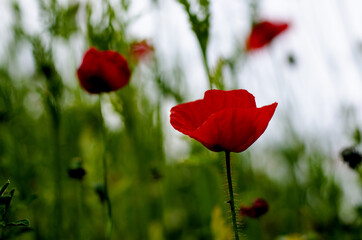 Red poppy in the spring evening