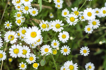 Chamomile flowers summer day closeup