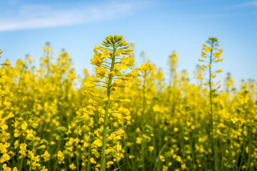 Andalusian landscape with canola fields in Spain on a day in spring