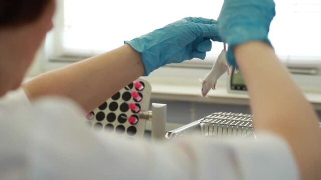 Preparation of a laboratory mouse for experiment