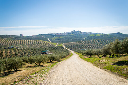 Andalusian landscape with olive trees in Spain on a day in spring