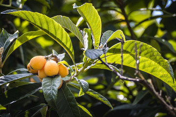 Loquat tree plant