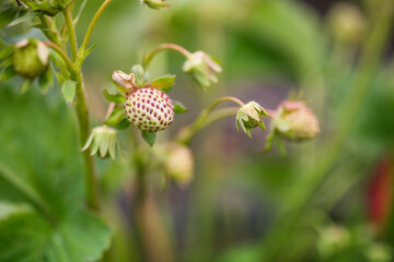 Organic gardening,  strawberries in the garden