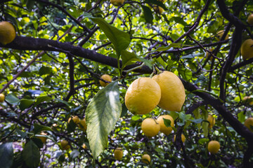 lemon tree