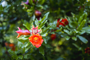 Flower of the pomegranate on the branch. Selective soft focus.