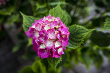  Hydrangea pink flower with green leaf