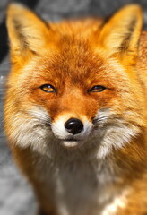 Fototapeta premium fox