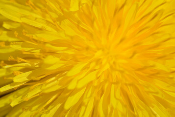 Bright orange background with splashes. Fresh orange juice or flower design.