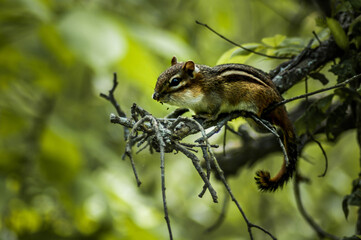 Chipmunk in a tree