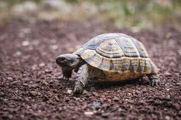Hermann turtle walking on the path