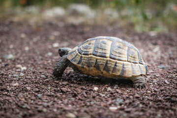 Hermann turtle walking on the path