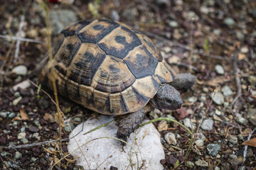 Hermann turtle walking on the path