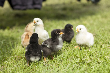 chicks