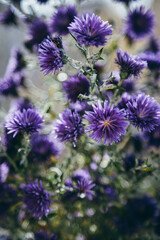 Obraz premium Beautiful detail of purple flowers field. Spring blossom background. Image for agriculture, SPA, medical industries and diverse advertising materials