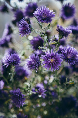 Beautiful detail of purple flowers field. Spring blossom background. Image for agriculture, SPA, medical industries and diverse advertising materials