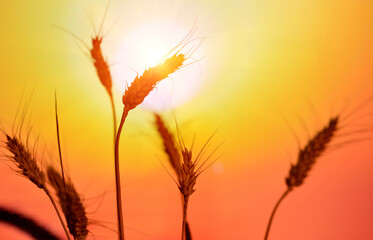 Ears of wheat in the field. Evening light