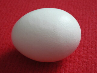 Egg of chicken on a red background