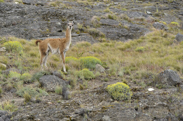 Guanaco stading in rocky patagonia fields