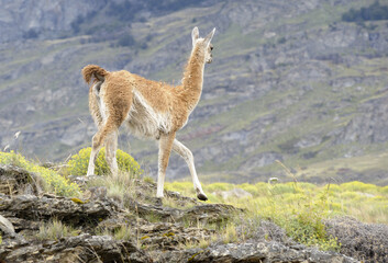 Guanaco walking in a hill, taked from back