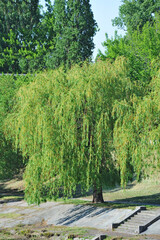 Weeping willow tree