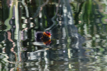 Young coot duckling swimming solo on the lake