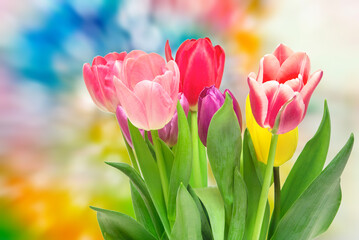 tulip flowers