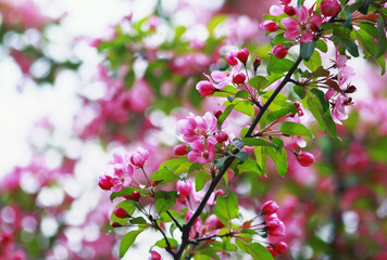 spring branch of tree with beautiful pink flowers
