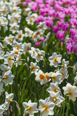 Fototapeta premium Keukenhof Walk of Fame Where All Tulips Have Their Special Names