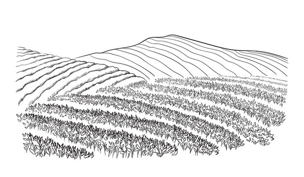 tea plantation landscape in graphic style, hand-drawn vector illustration.