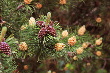 Pine in the flowering period.