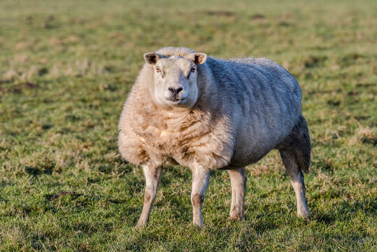 Portrait of a sheep posing in a meadow.