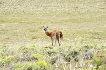 Guanaco looking back in patagonia fields