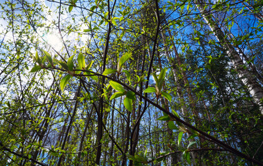 Young leaves of bird cherry.