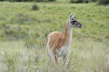 One guanaco in the green patagonia brush