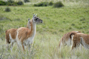 Heard of guanacos in the patagonia