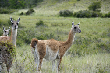 Guanacos