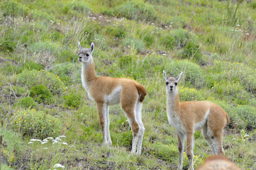 Naklejka na ściany i meble Two young guanacos standing togheter in the patagonia
