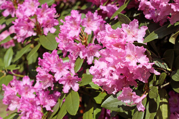 Pink azalea flowers with water droplets on the petals in the sun.